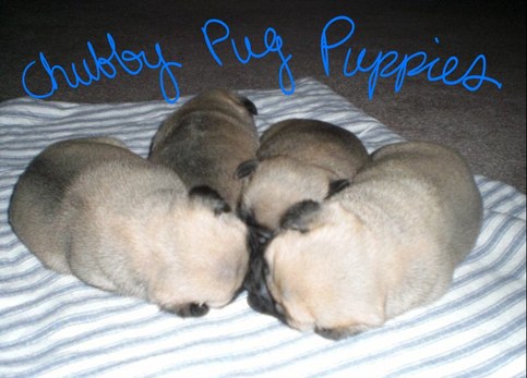 Chubby_pugs